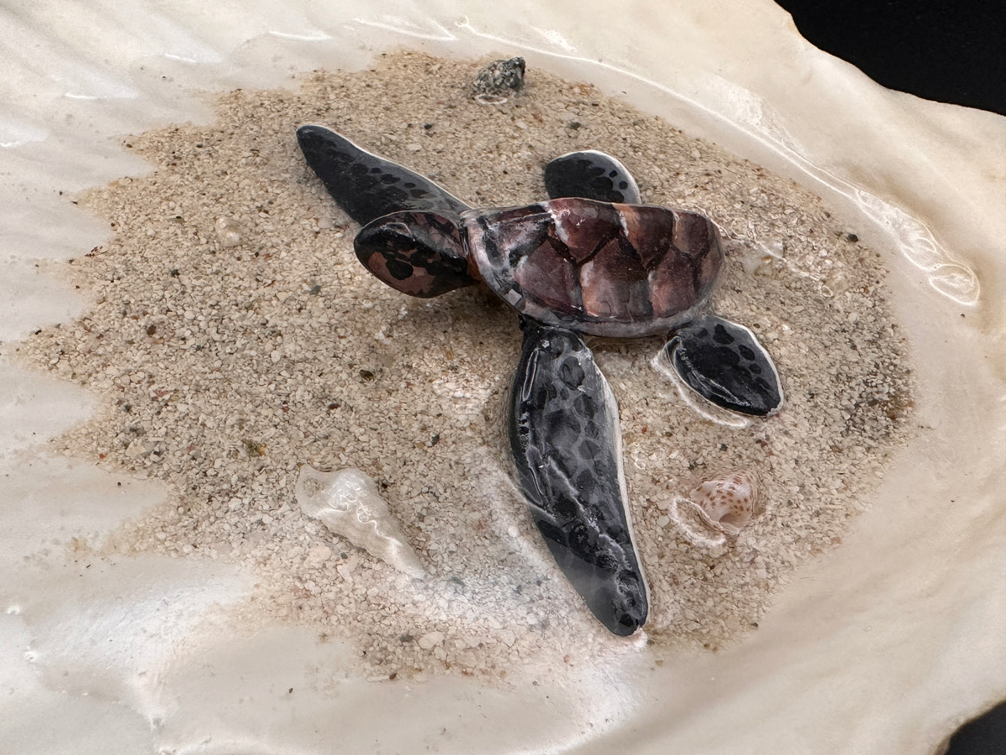 Sea Turtle in a Scalloped Shell