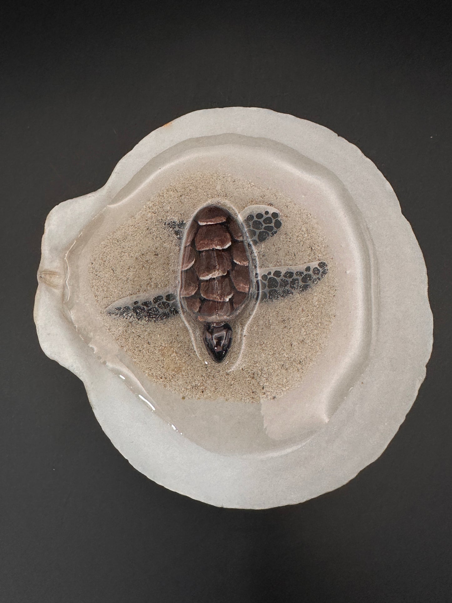 Sea turtle in a Shell