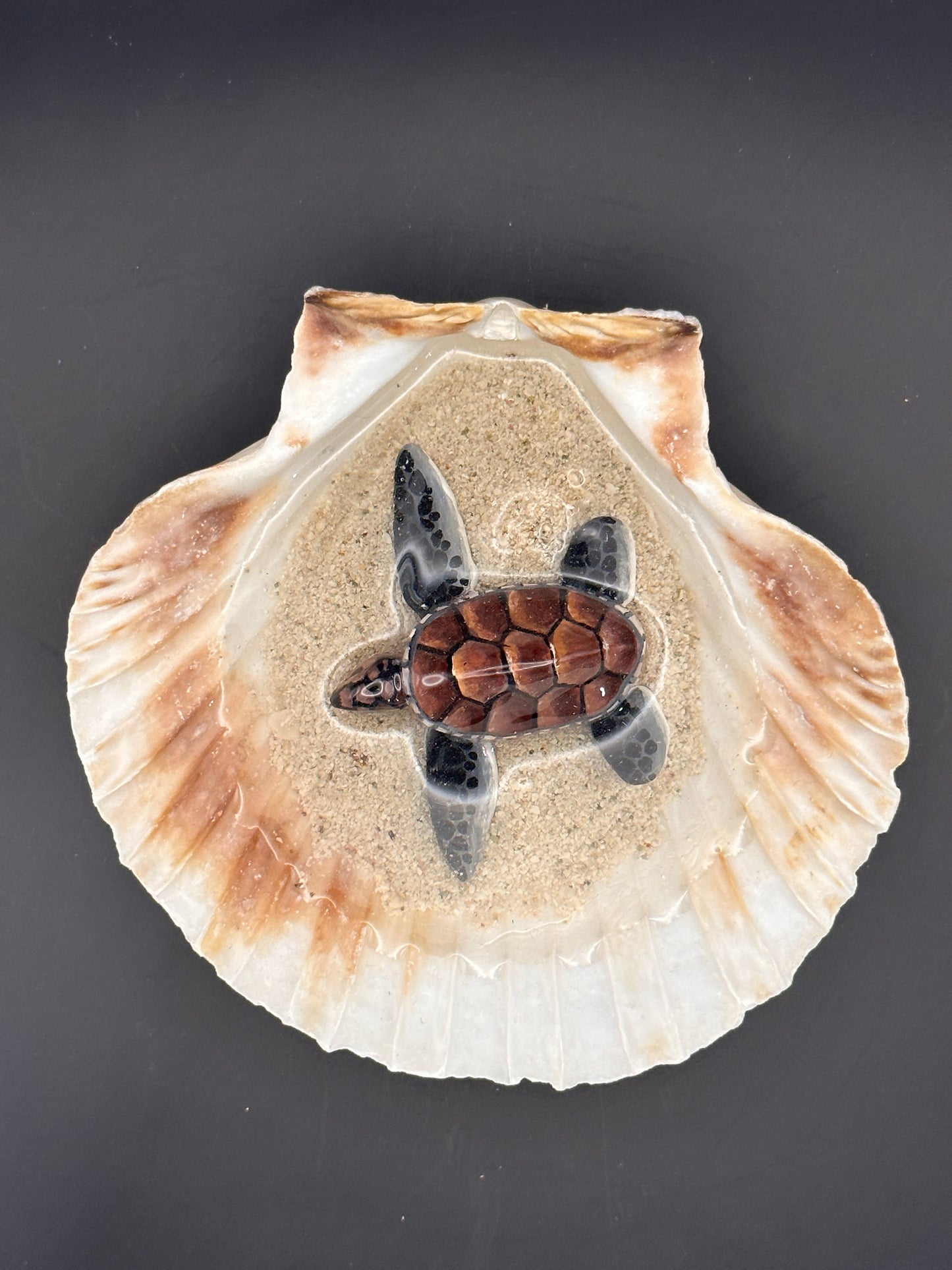 Sea turtle in a Shell