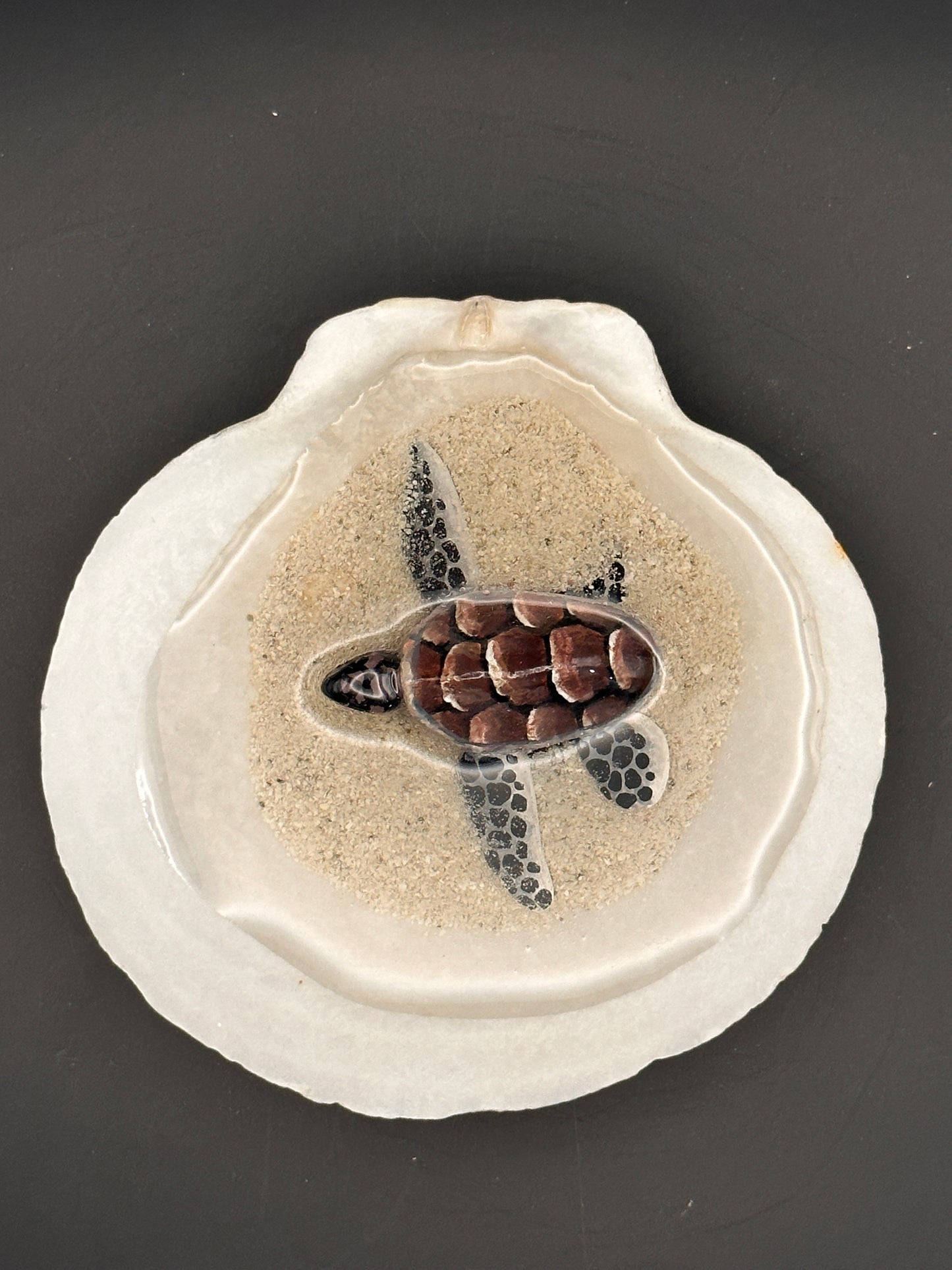 Sea turtle in a Shell