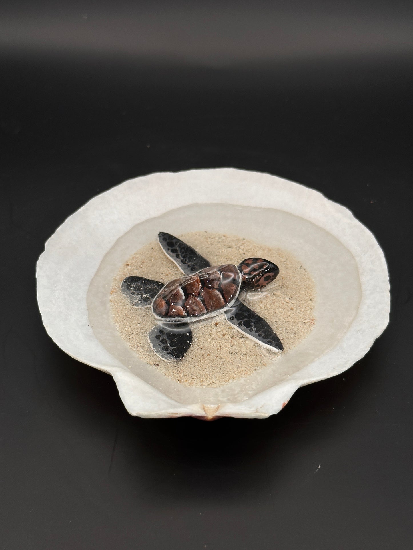 Sea turtle in a Shell