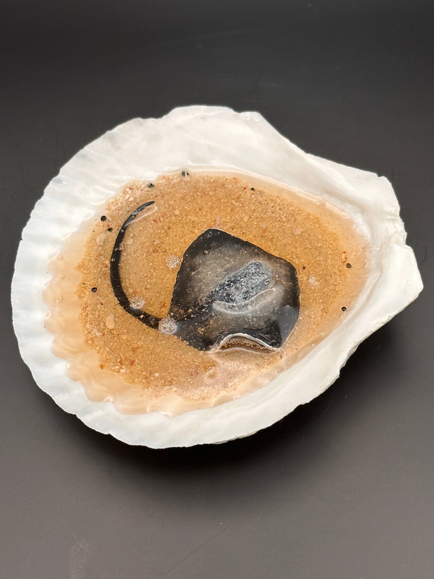 Stingray in a Scalloped shell