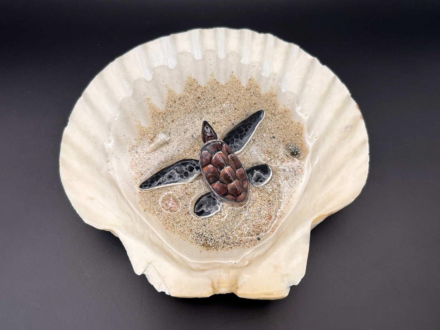 Sea Turtle in a Scalloped Shell