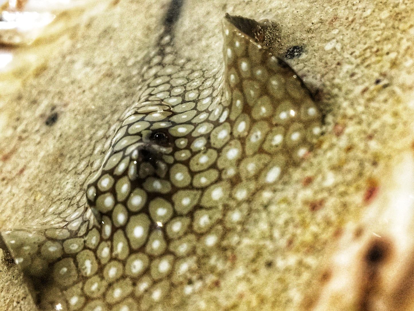 Single Spotted Stingray in a Scalloped Shell