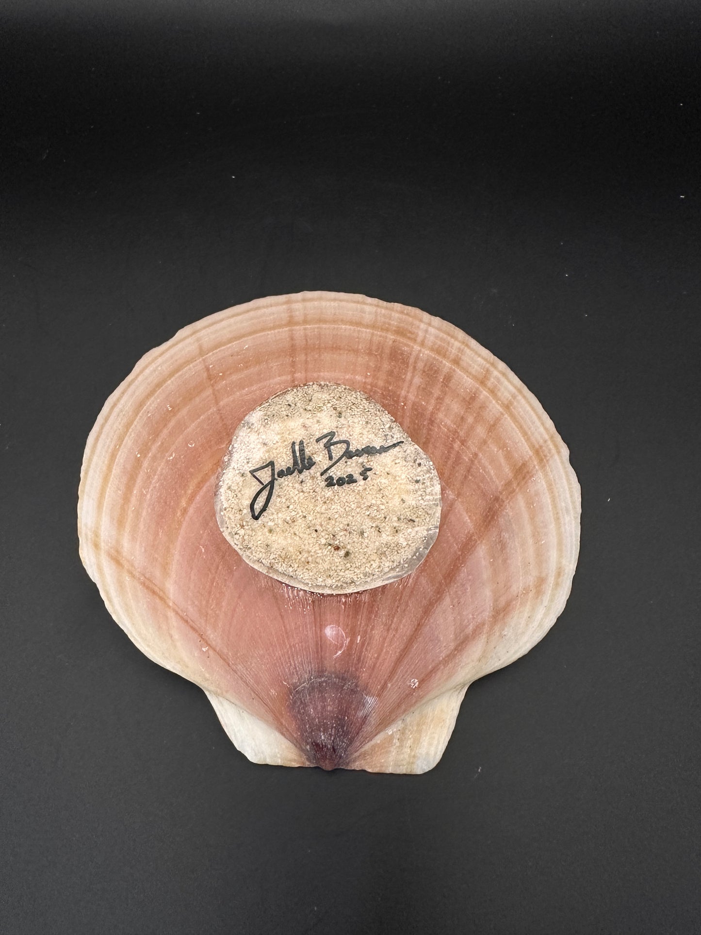 Sea turtle in a Shell