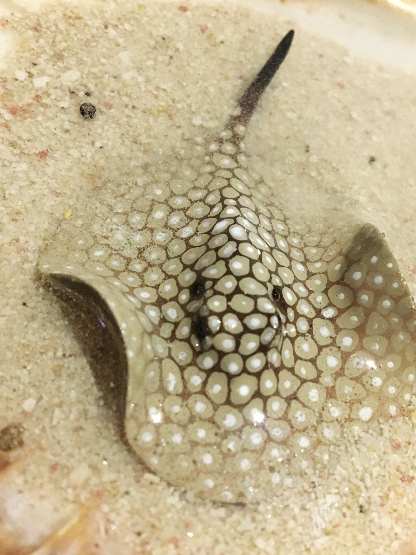 Single Spotted Stingray in a Scalloped Shell