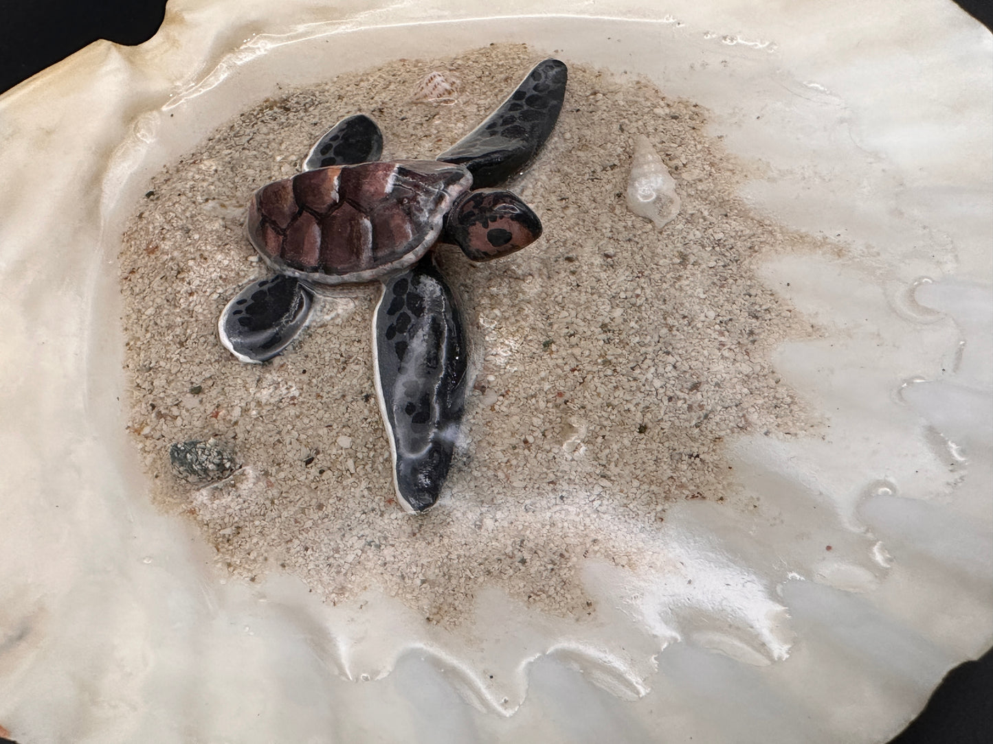 Sea Turtle in a Scalloped Shell