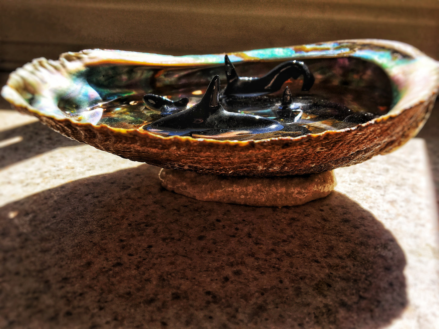 Orcas in an Abalone shell