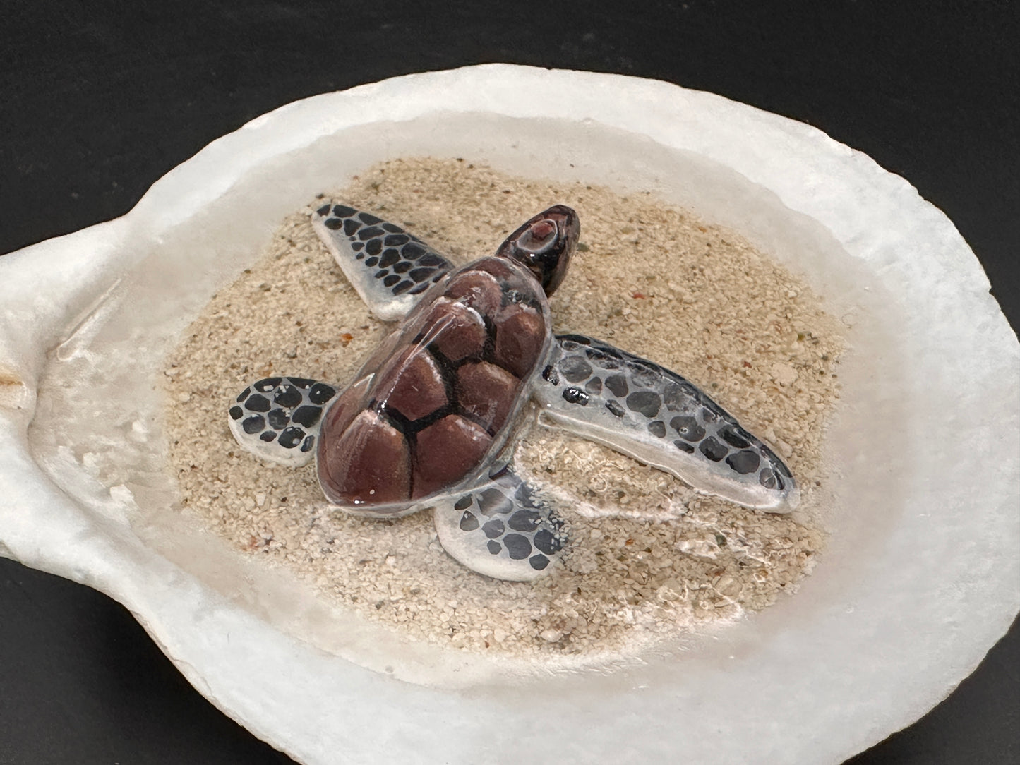 Sea turtle in a Seashell