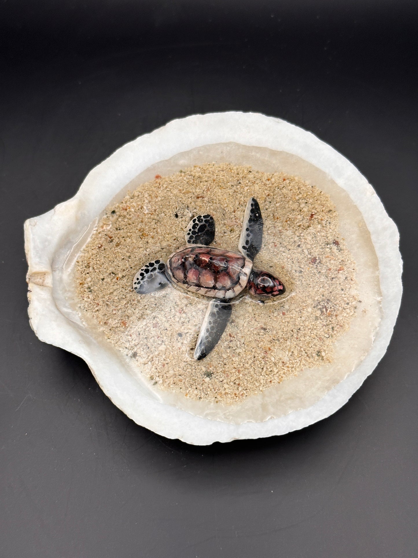 Sea turtle in a Shell