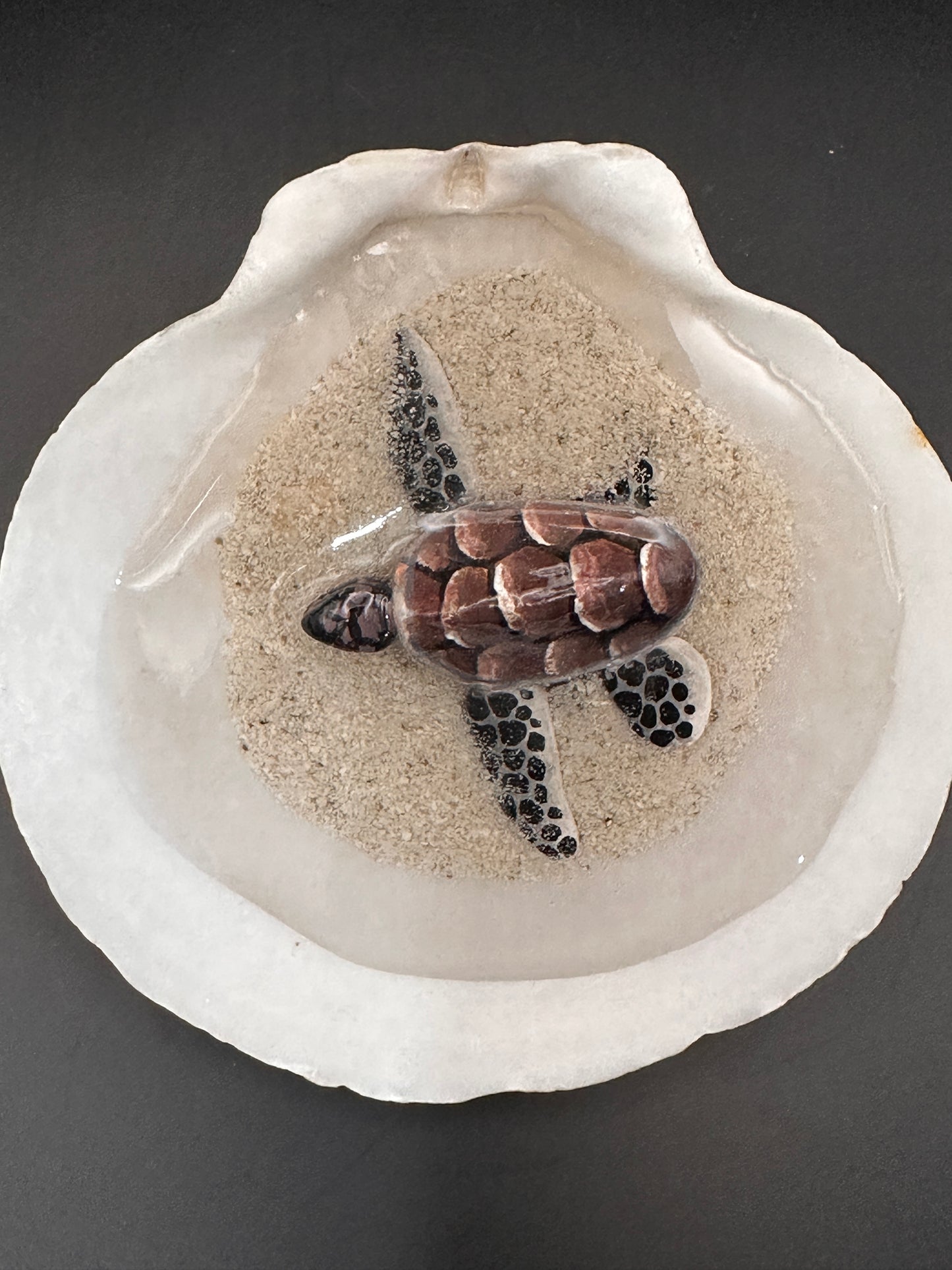Sea turtle in a Shell