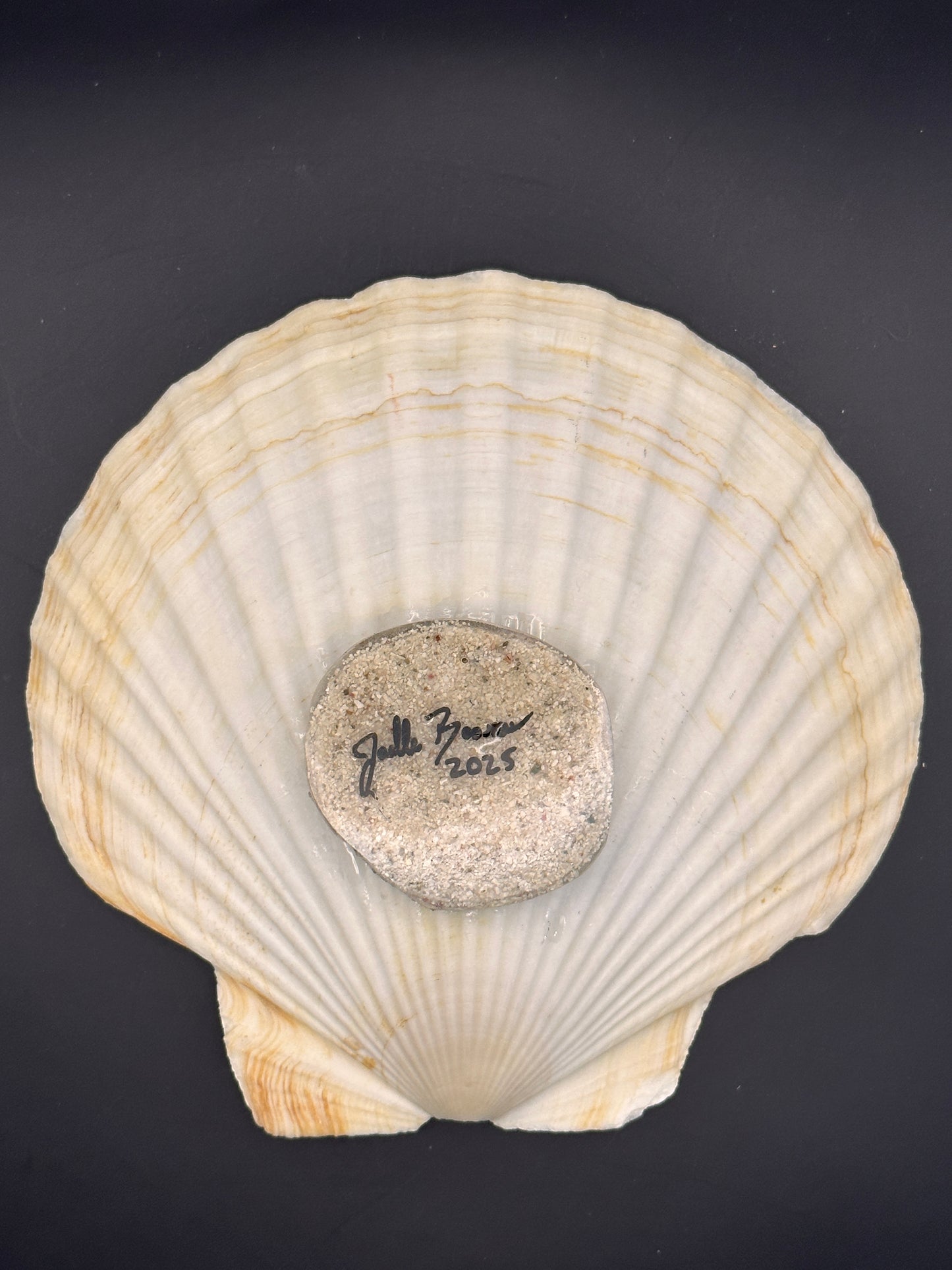 Sea Turtle in a Scalloped Shell
