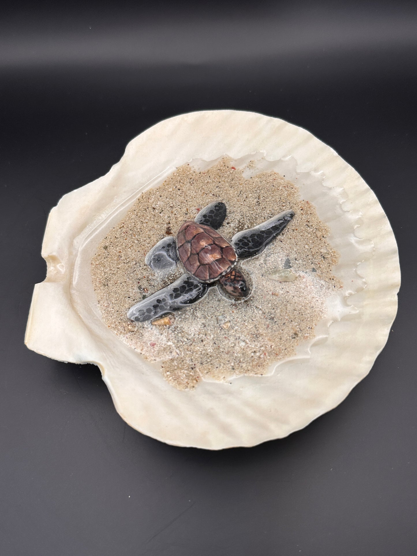 Sea Turtle in a Scalloped Shell