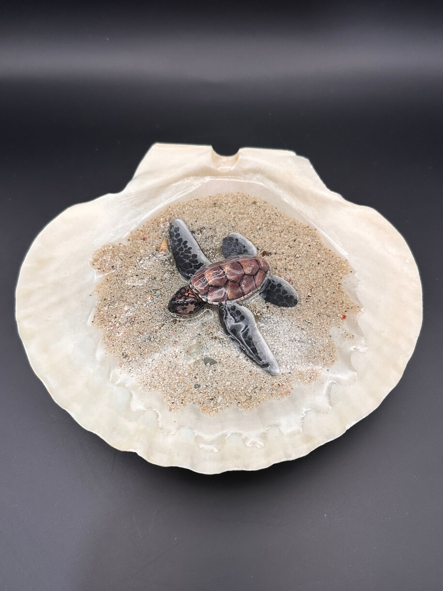 Sea Turtle in a Scalloped Shell