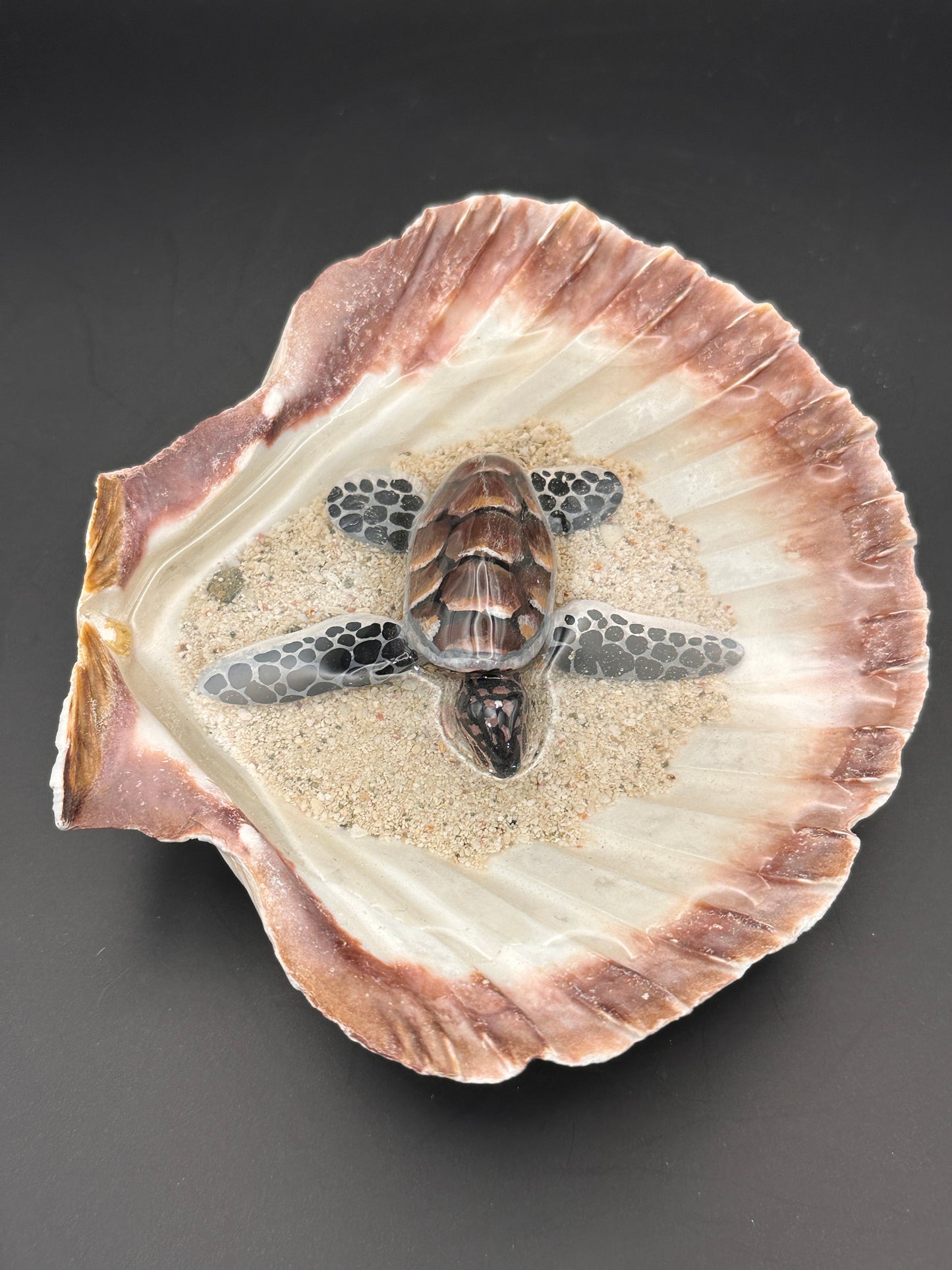 Sea turtle in a Shell