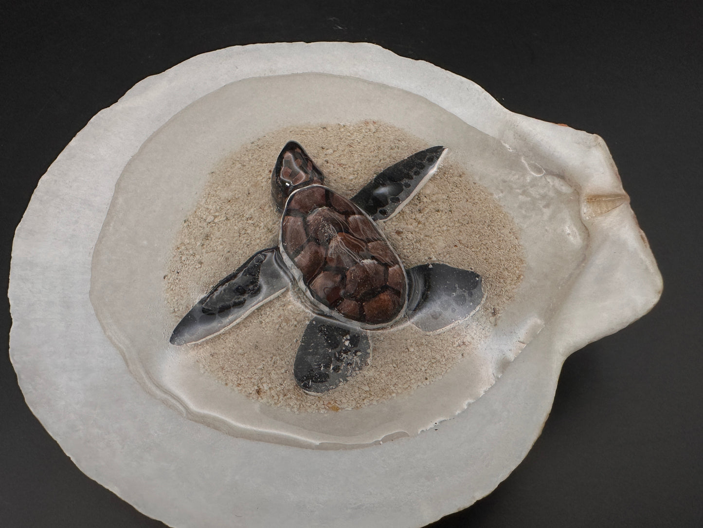 Sea turtle in a Shell