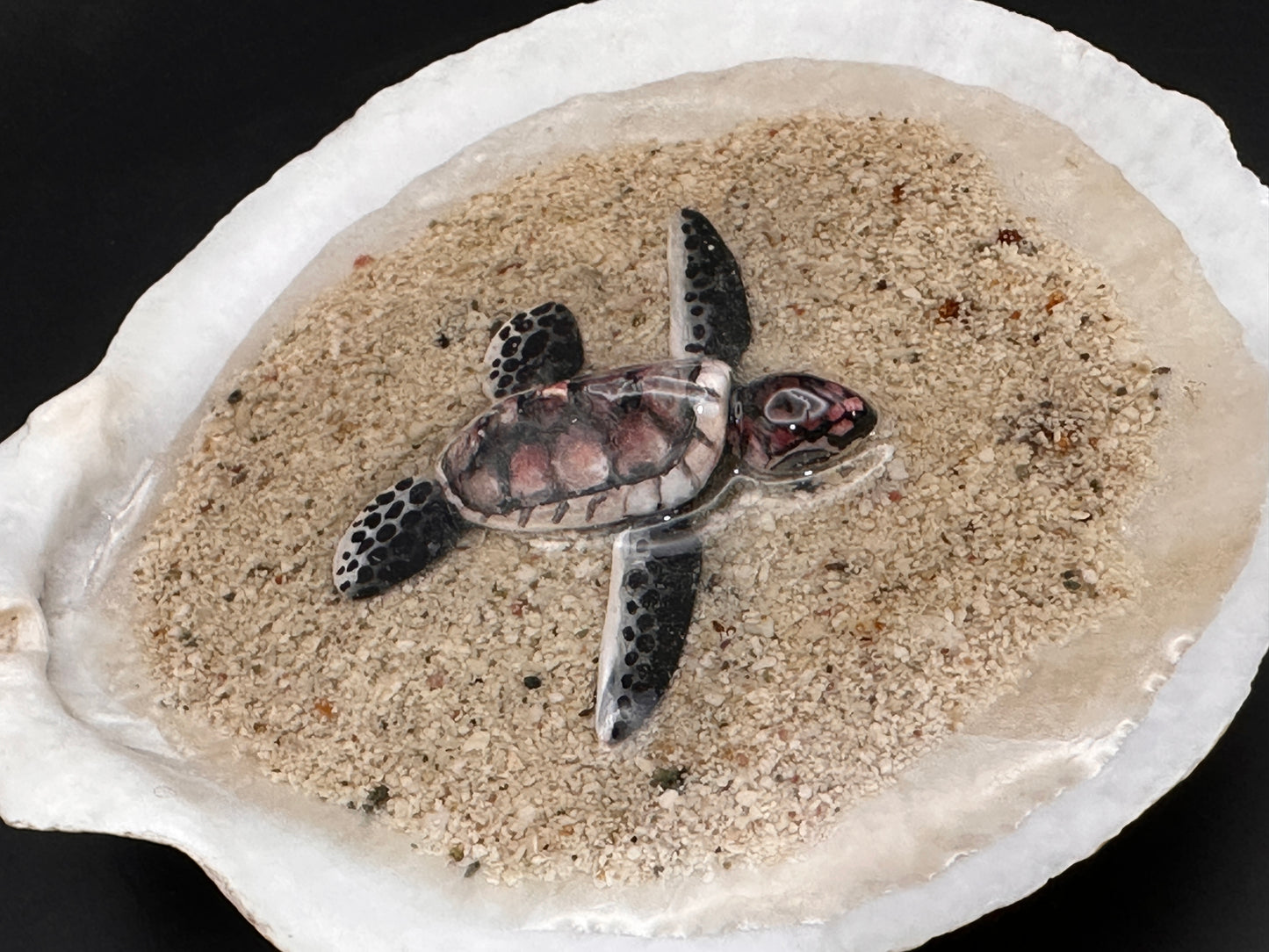 Sea turtle in a Shell