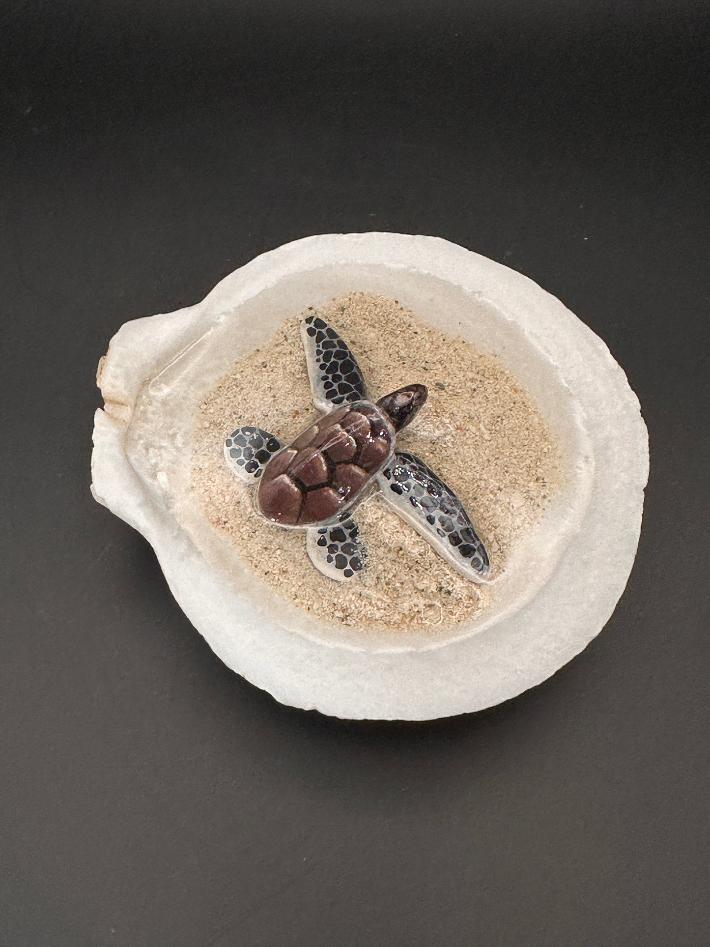 Sea turtle in a Seashell