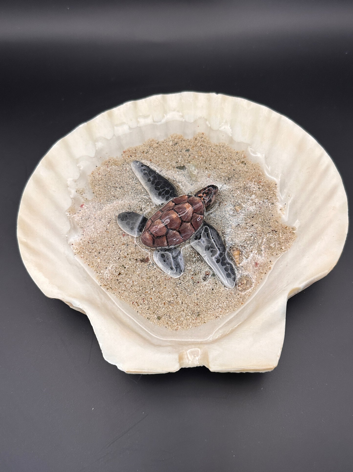 Sea Turtle in a Scalloped Shell