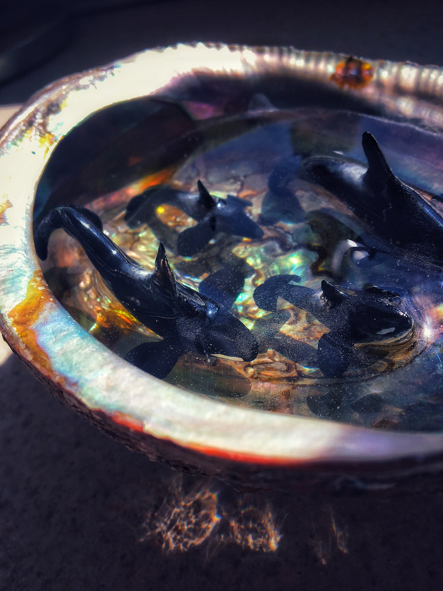 Orcas in an Abalone shell