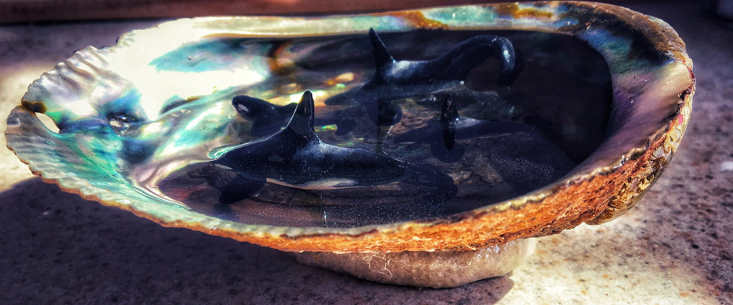 Orcas in an Abalone shell