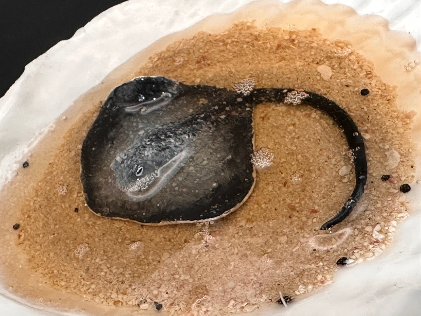 Stingray in a Scalloped shell