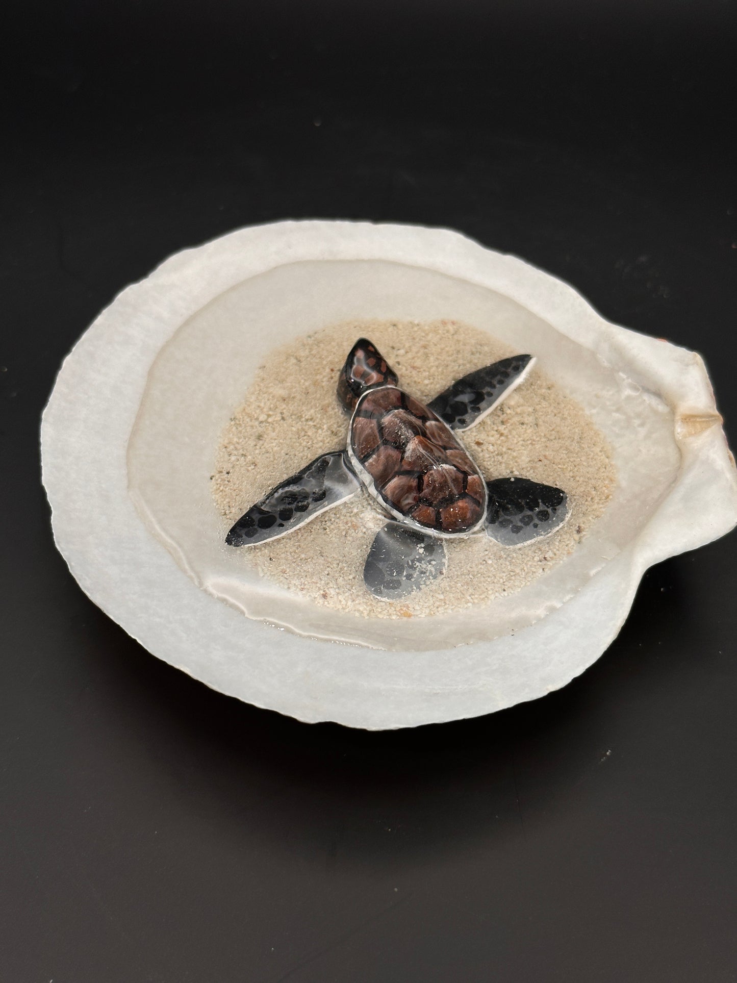 Sea turtle in a Shell