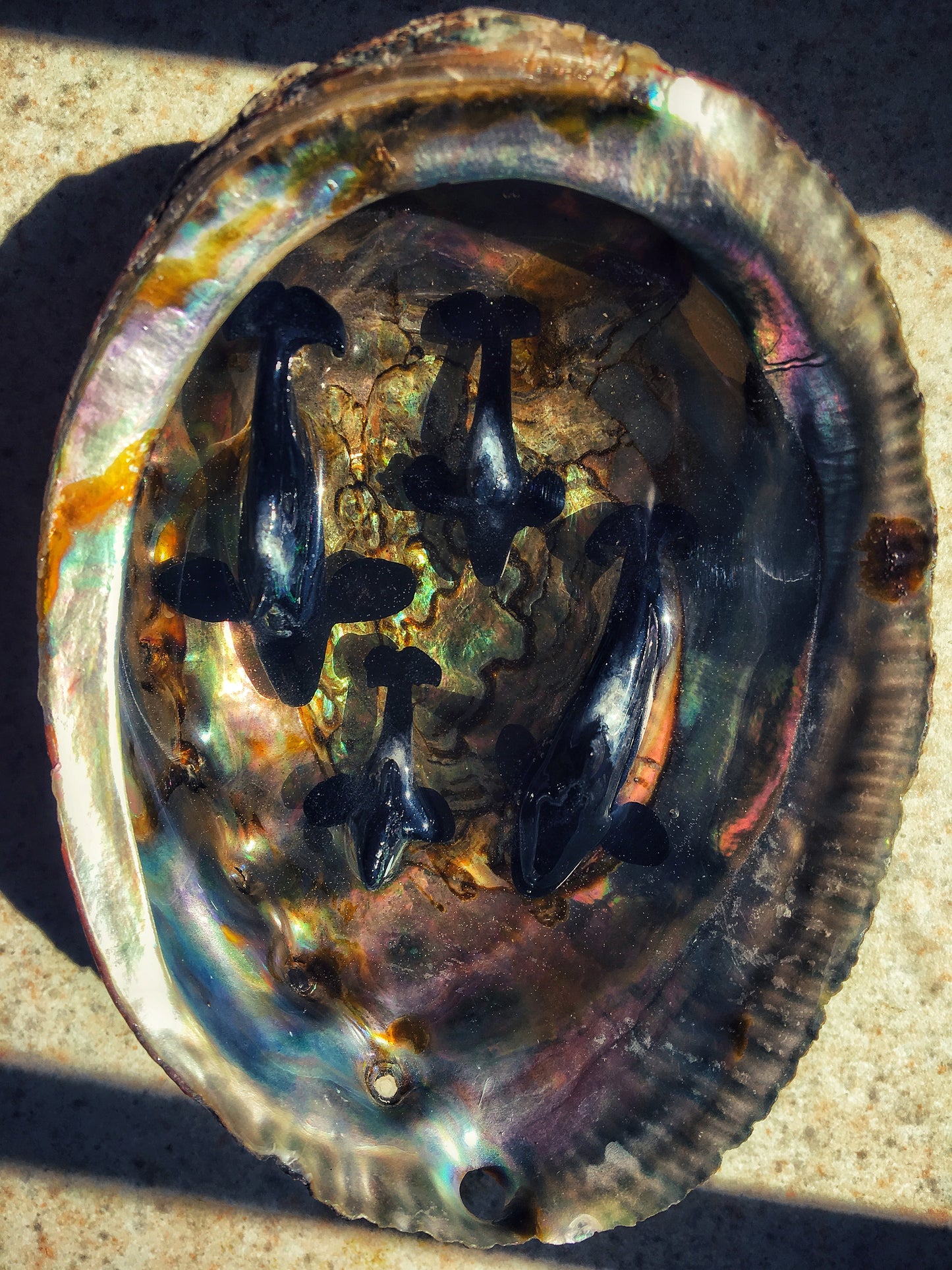 Orcas in an Abalone shell