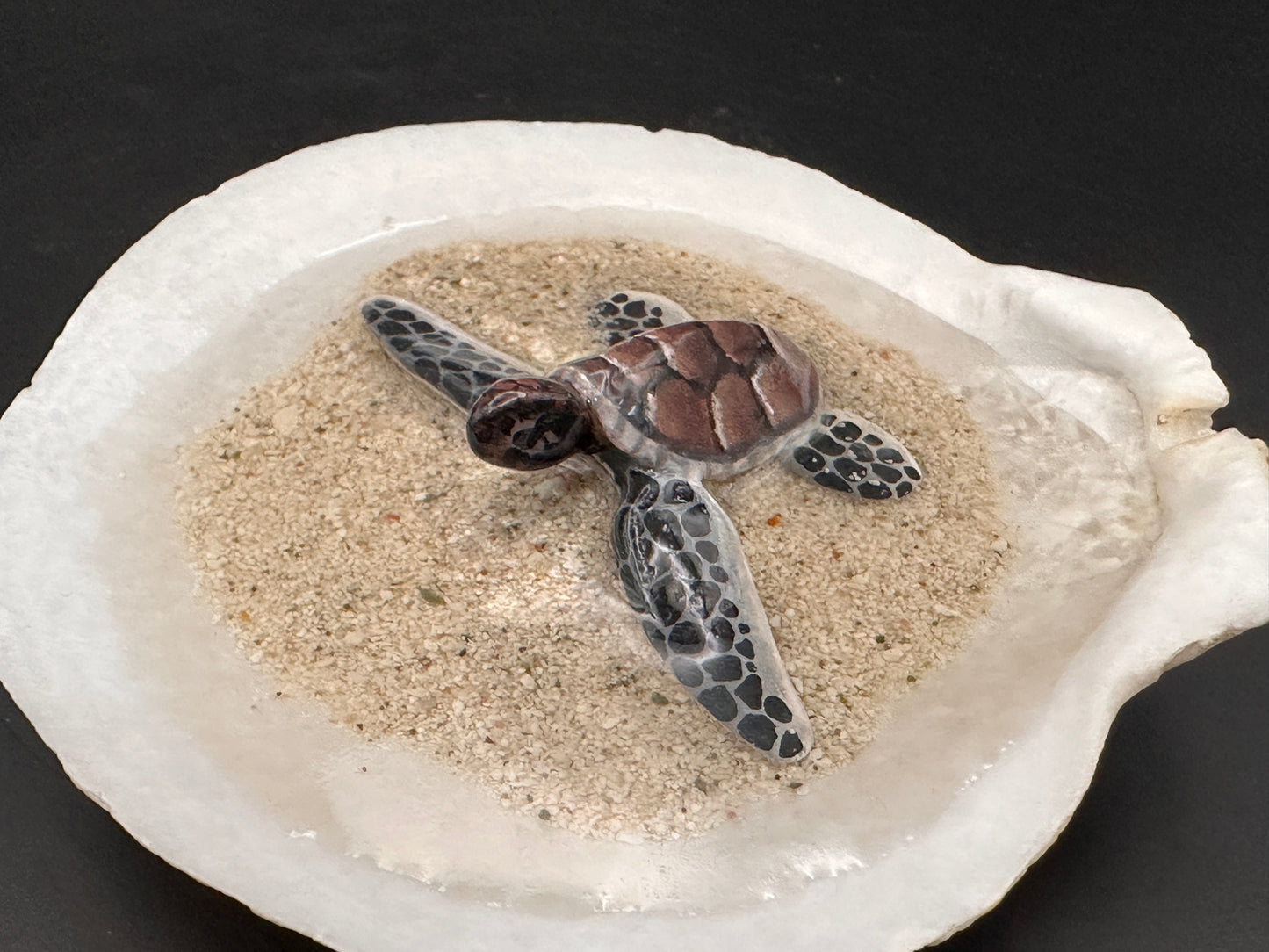 Sea turtle in a Seashell