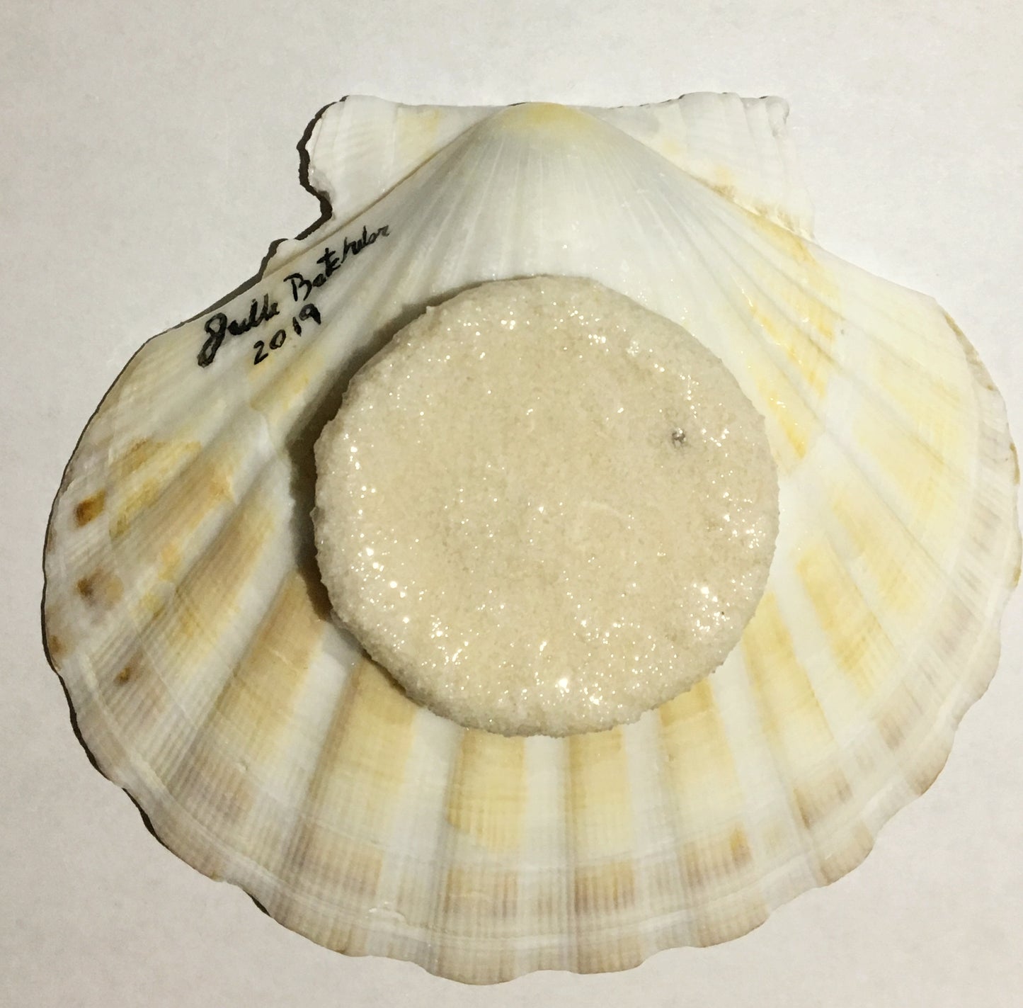 Black Diamond Stingray in a Scalloped Shell