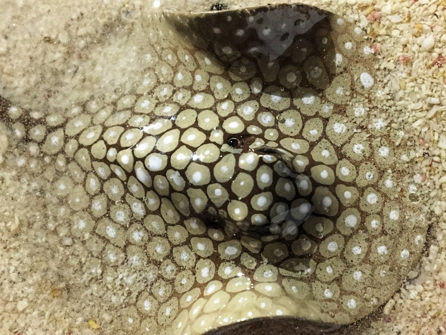 Single Spotted Stingray in a Scalloped Shell