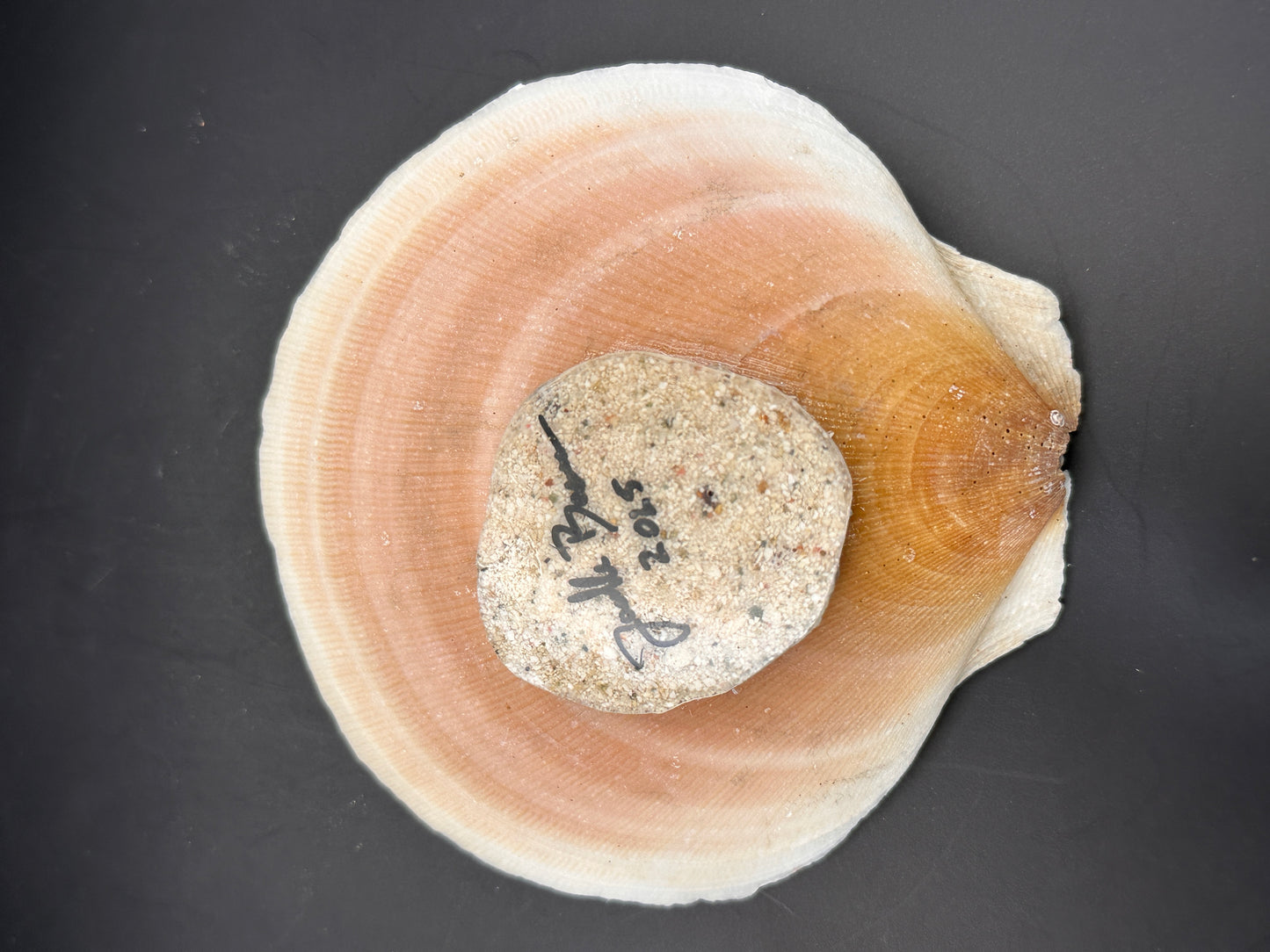 Sea turtle in a Seashell