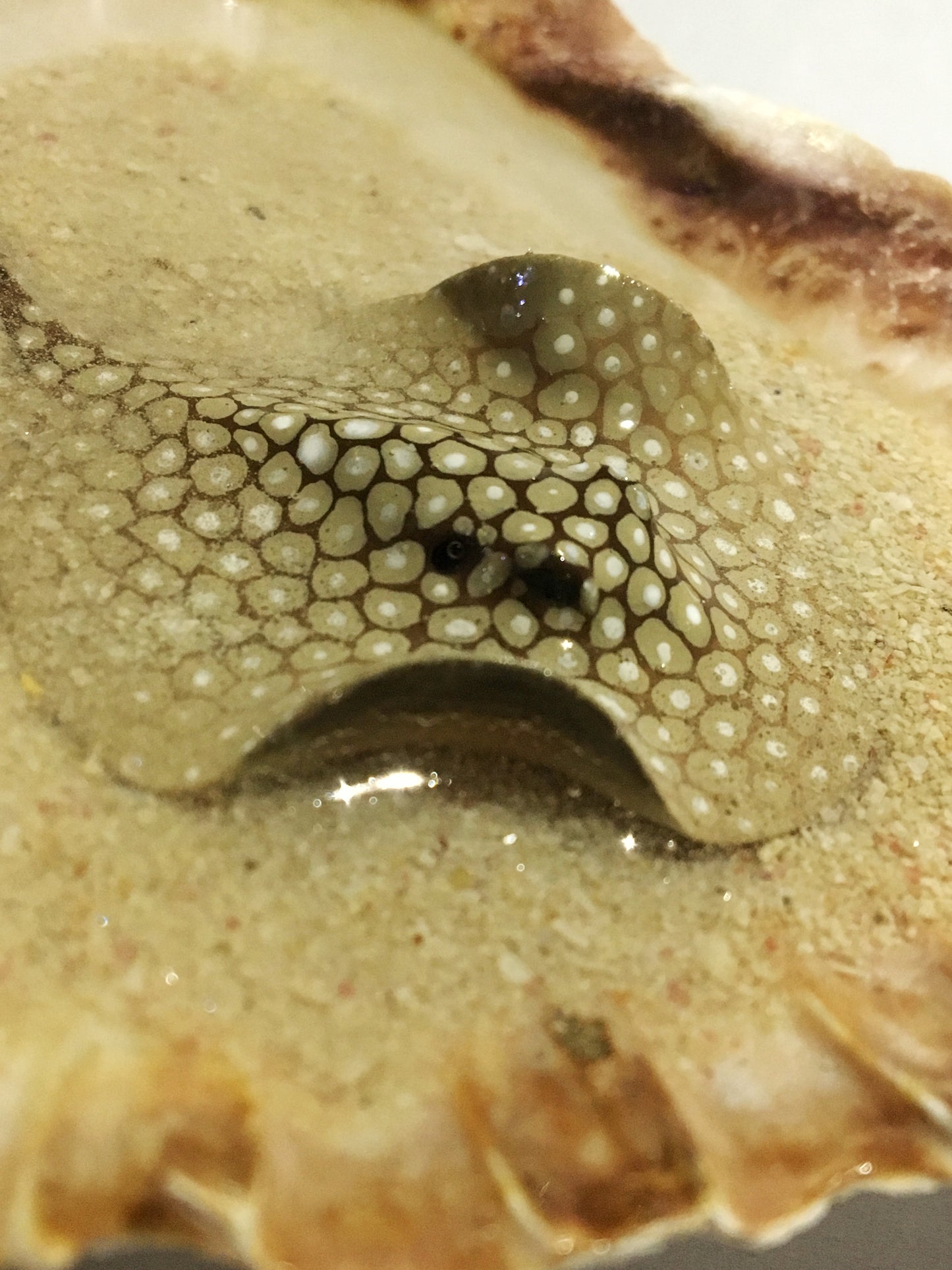 Single Spotted Stingray in a Scalloped Shell