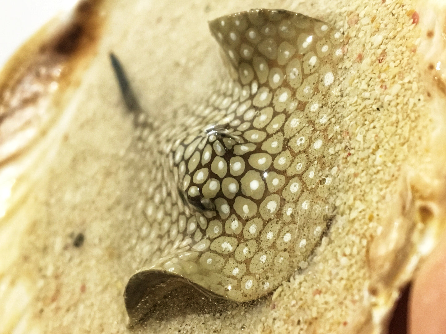 Single Spotted Stingray in a Scalloped Shell