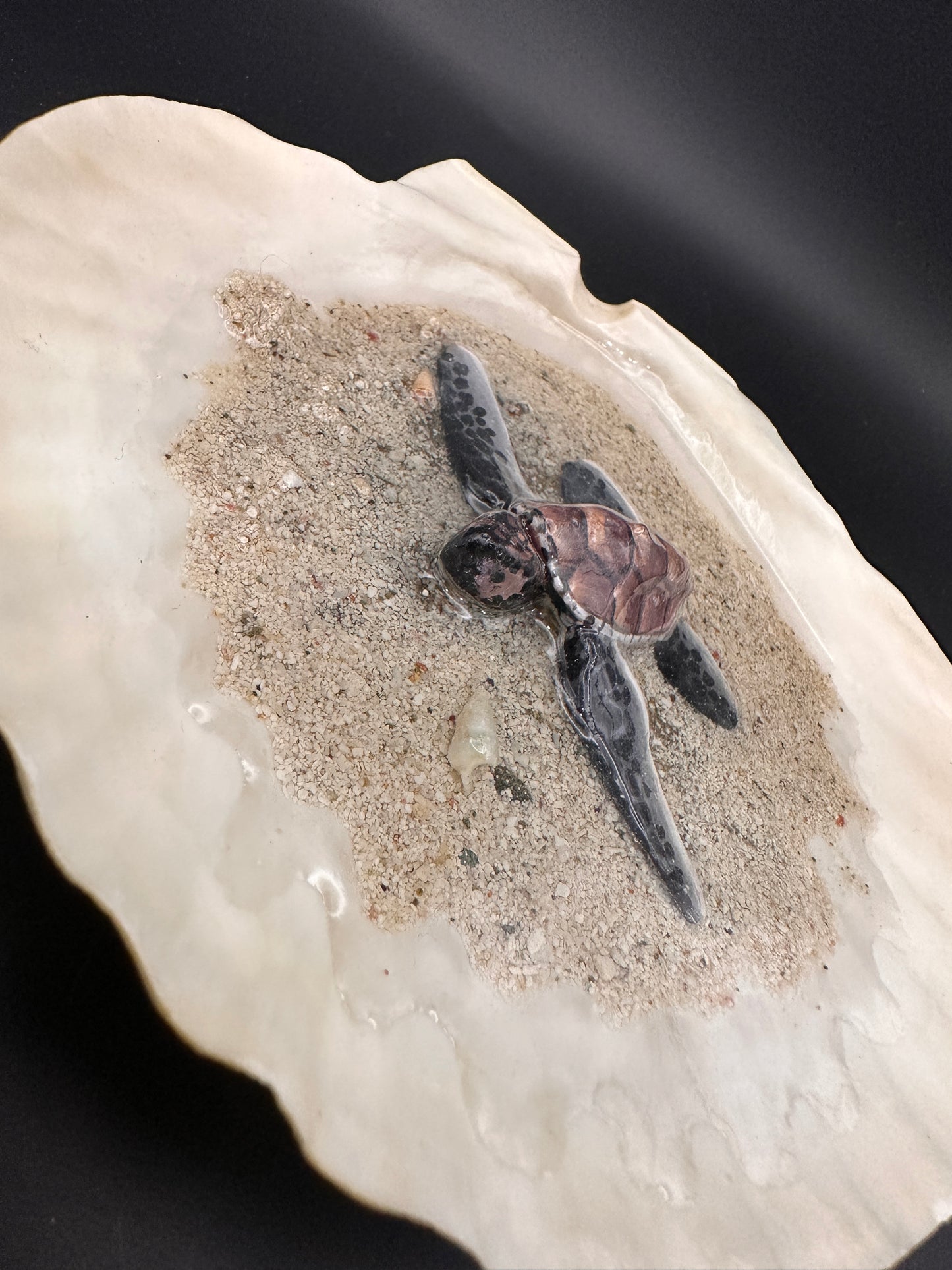 Sea Turtle in a Scalloped Shell