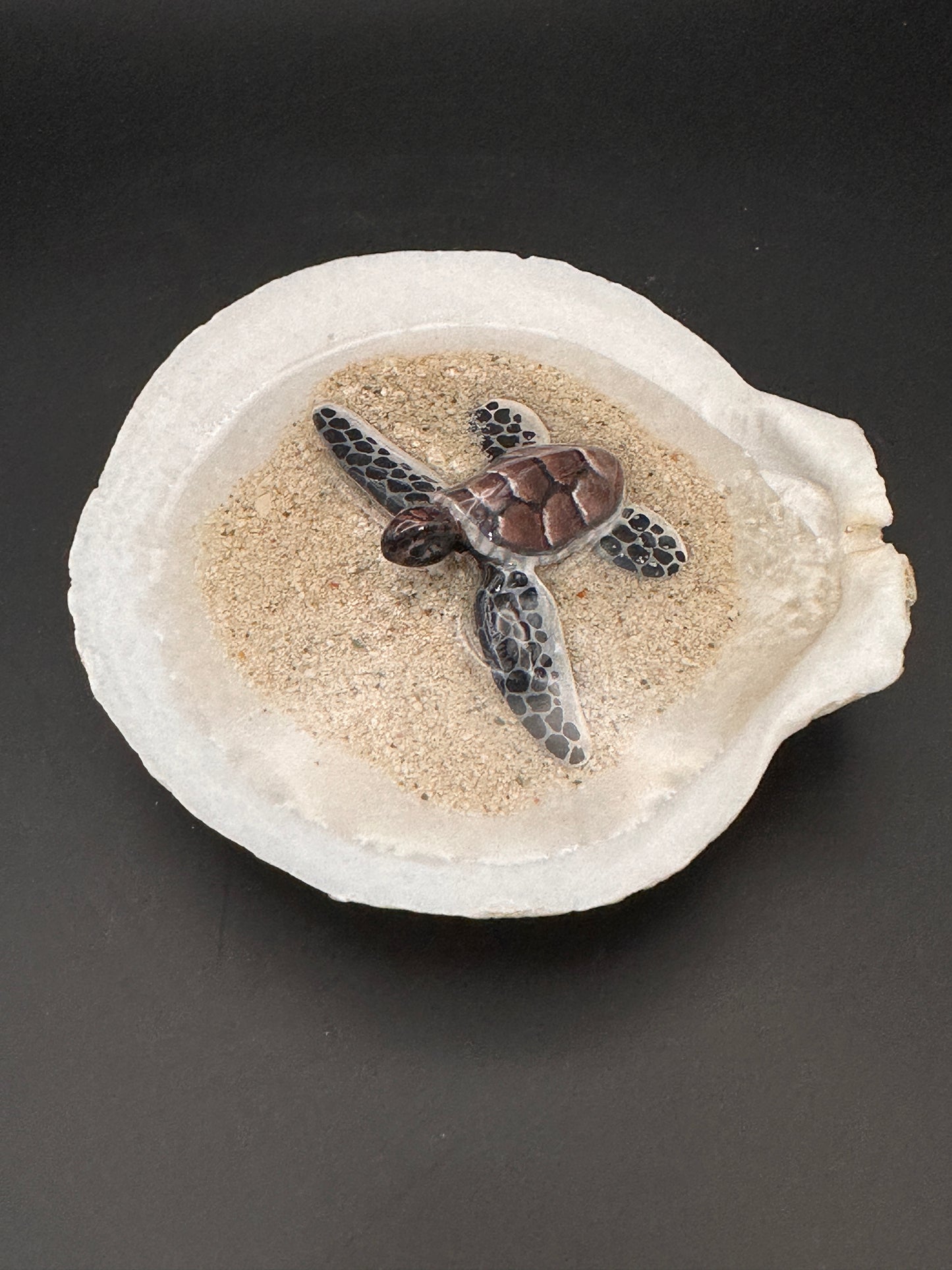 Sea turtle in a Seashell