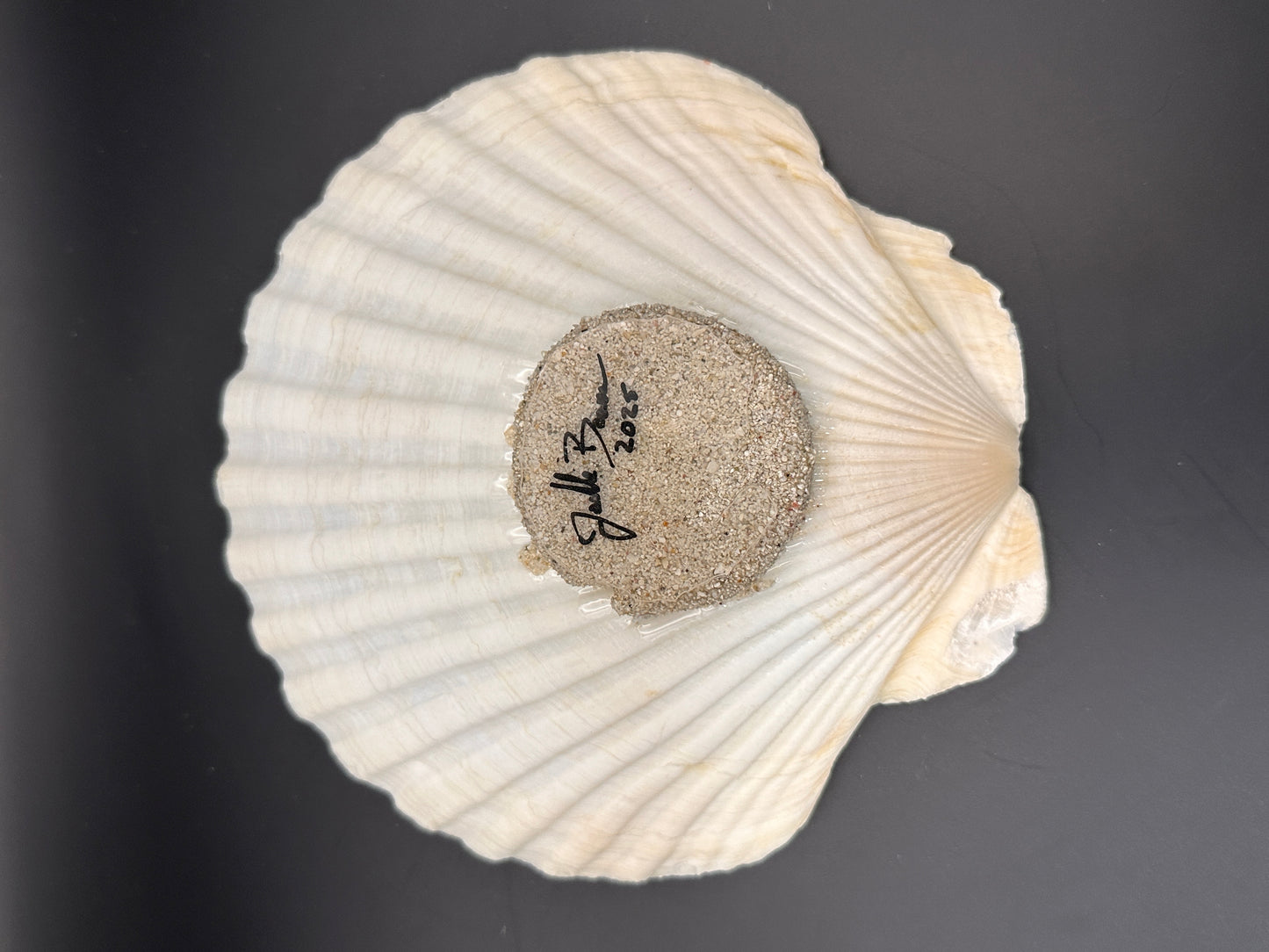 Sea Turtle in a Scalloped Shell