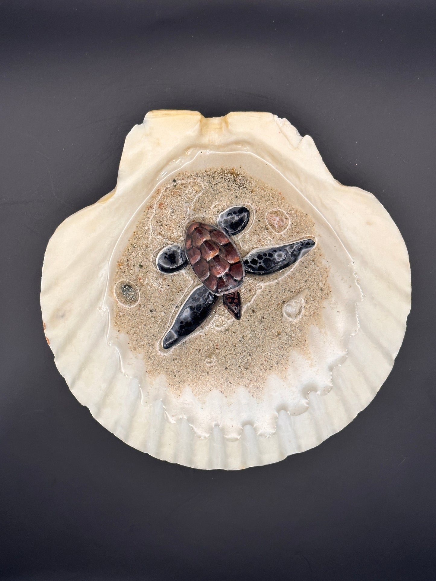 Sea Turtle in a Scalloped Shell