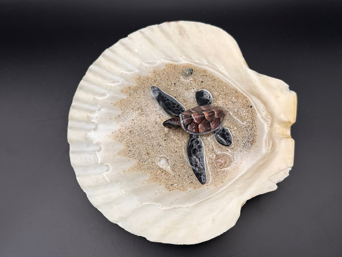 Sea Turtle in a Scalloped Shell
