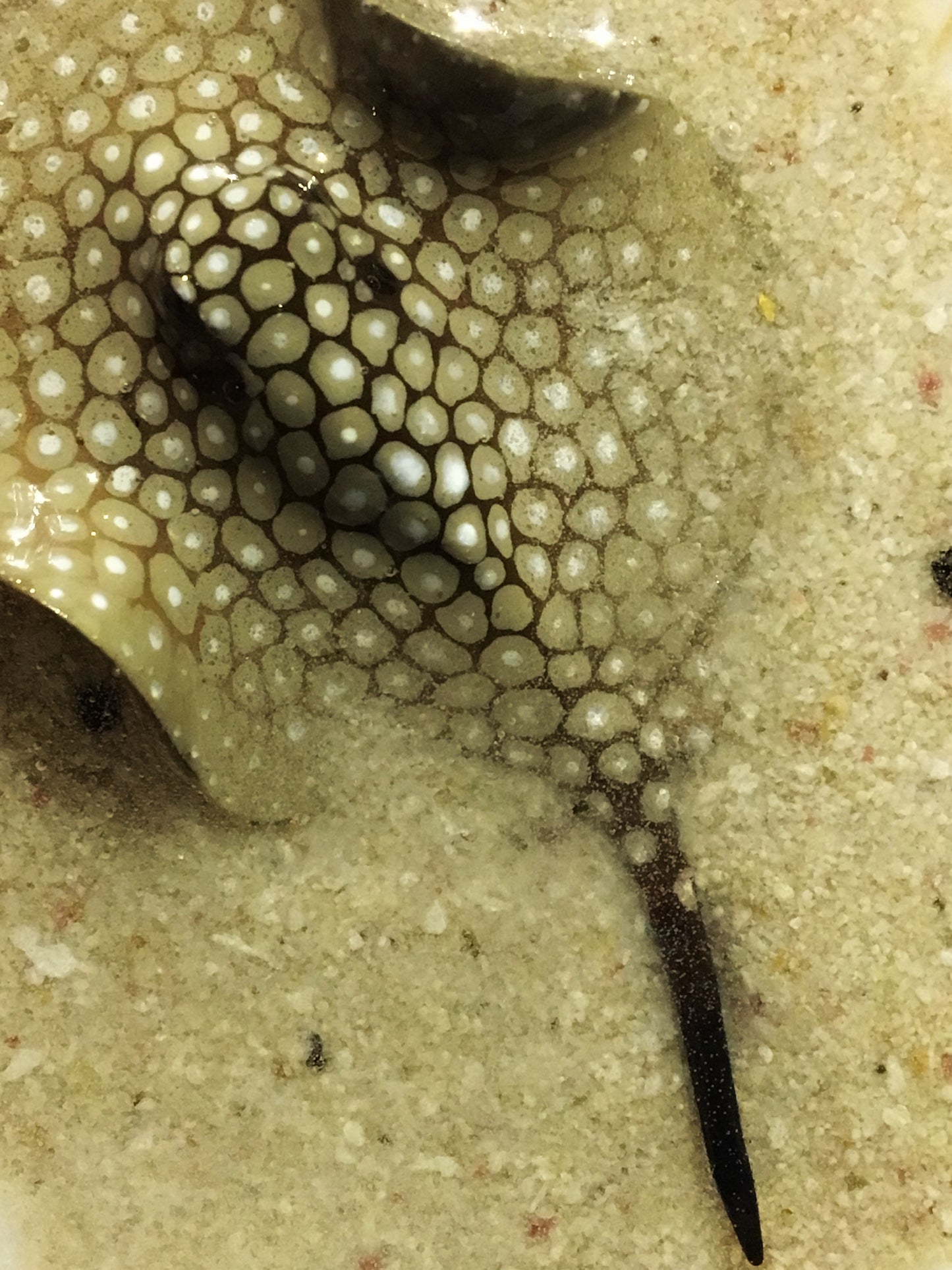Single Spotted Stingray in a Scalloped Shell