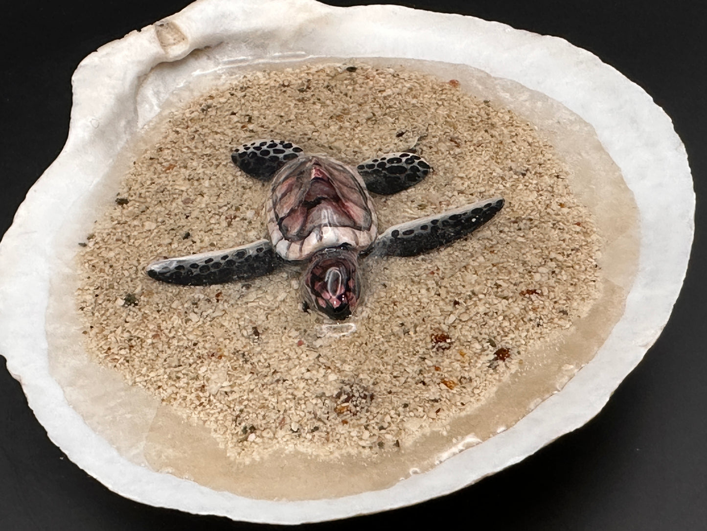 Sea turtle in a Shell