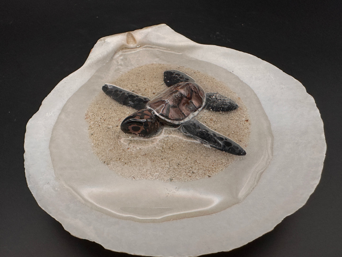 Sea turtle in a Shell