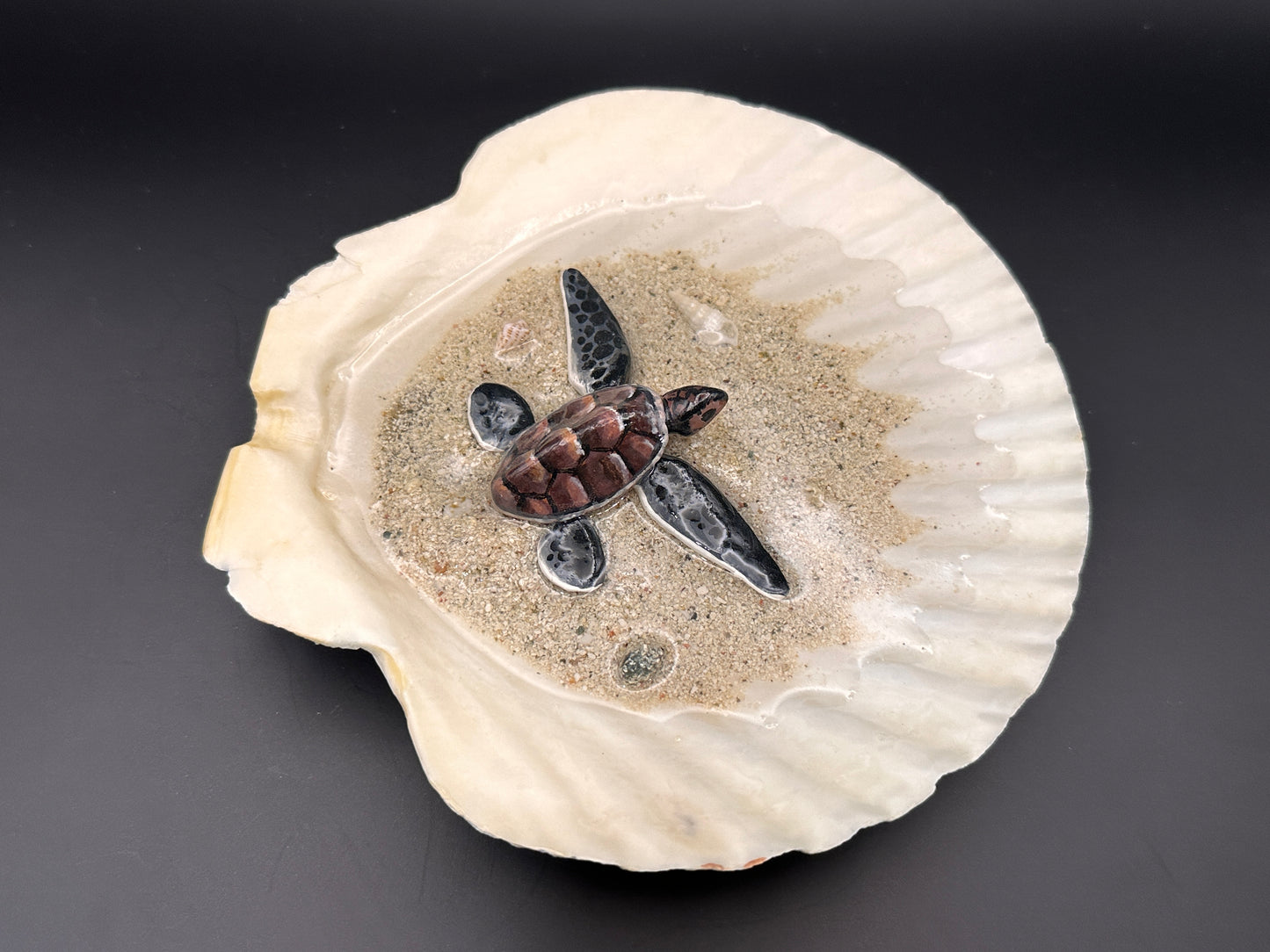 Sea Turtle in a Scalloped Shell