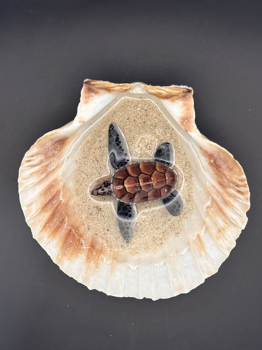 Sea turtle in a Shell