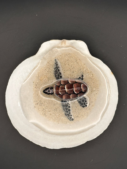Sea turtle in a Shell