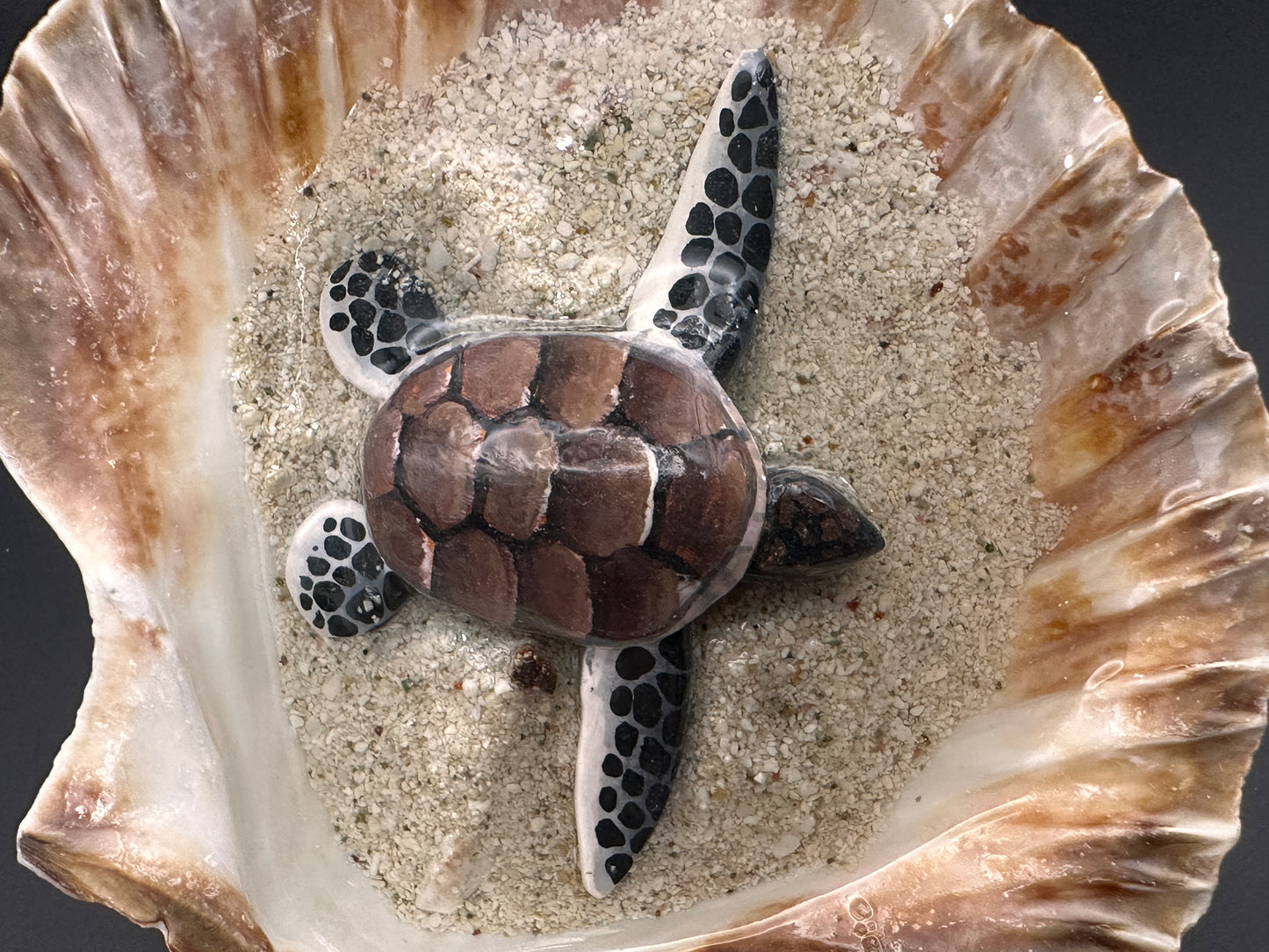 Sea turtle in a Shell