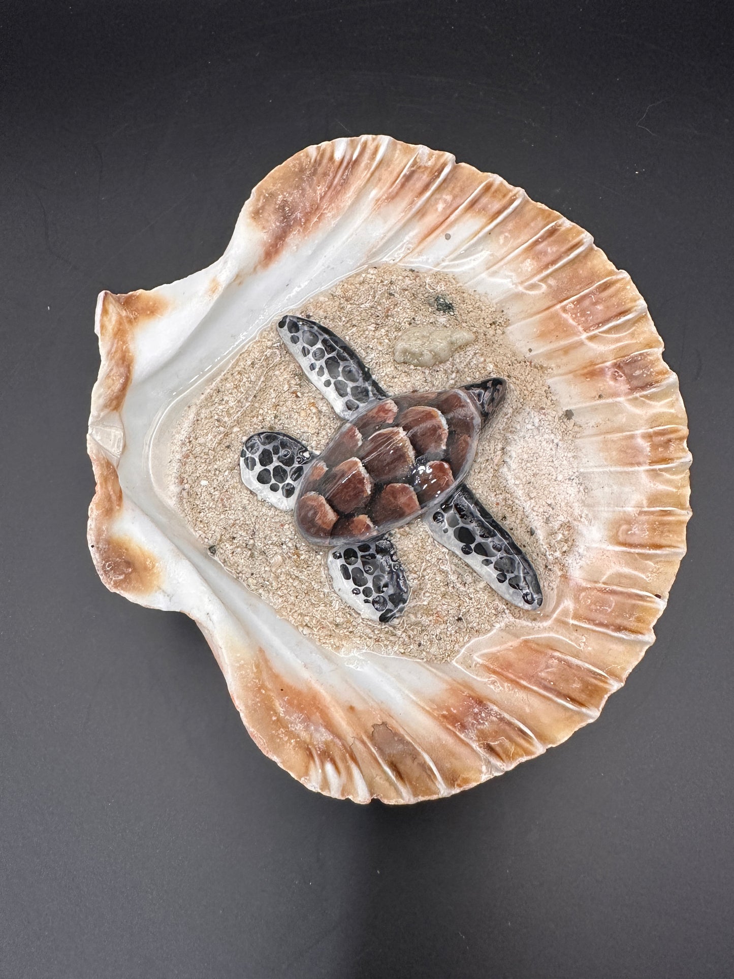 Sea turtle in a Shell