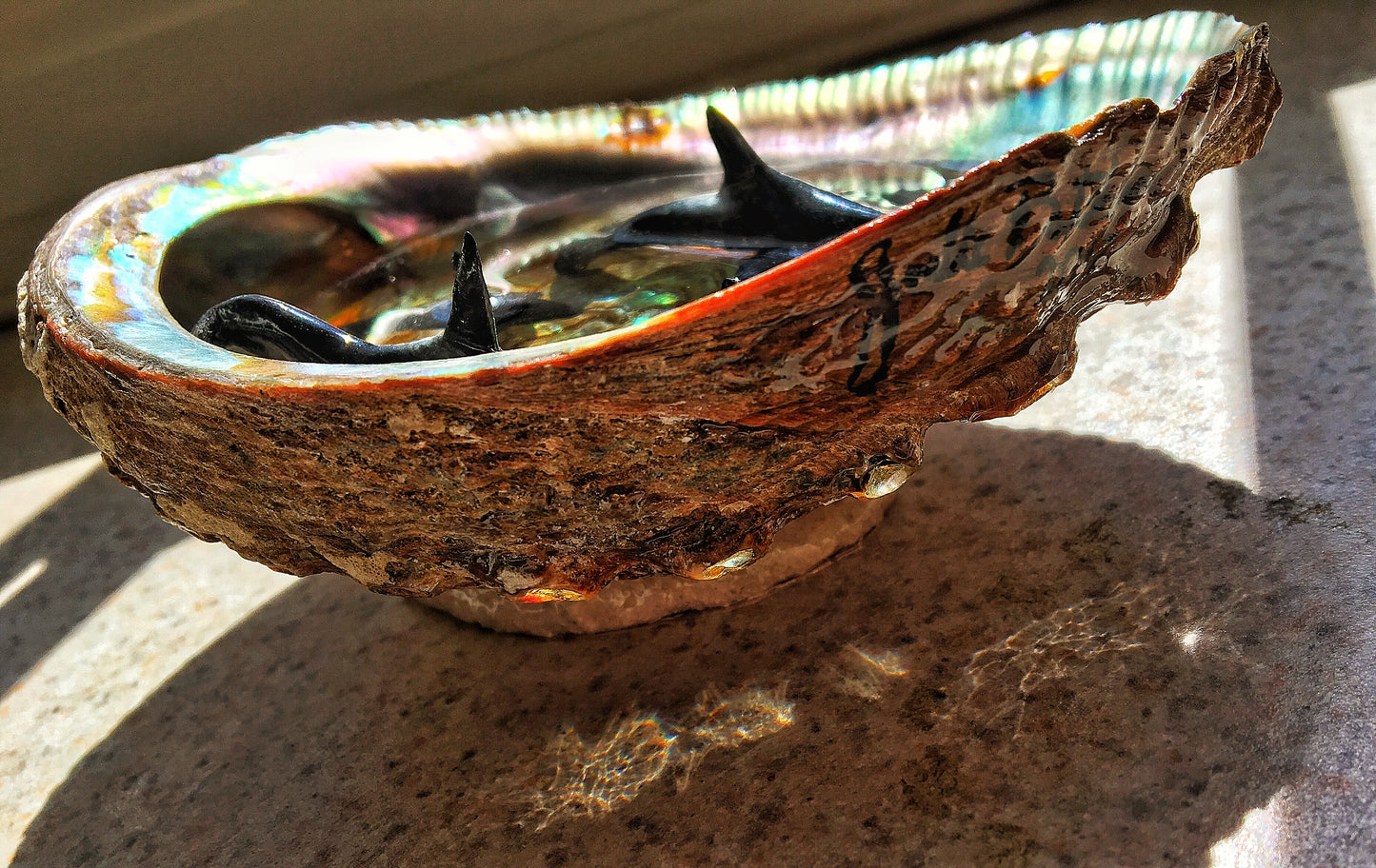 Orcas in an Abalone shell