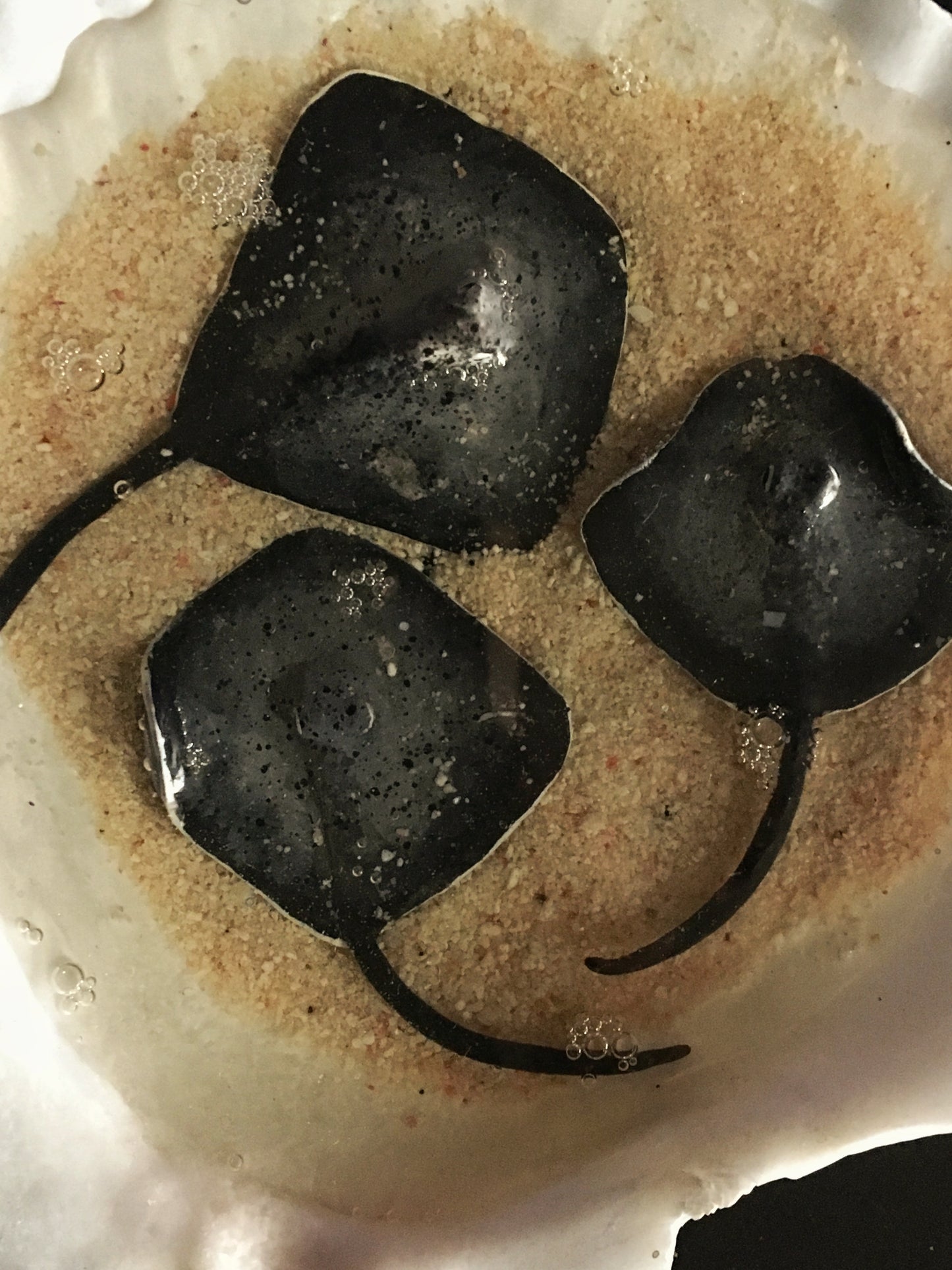 Family of stingrays