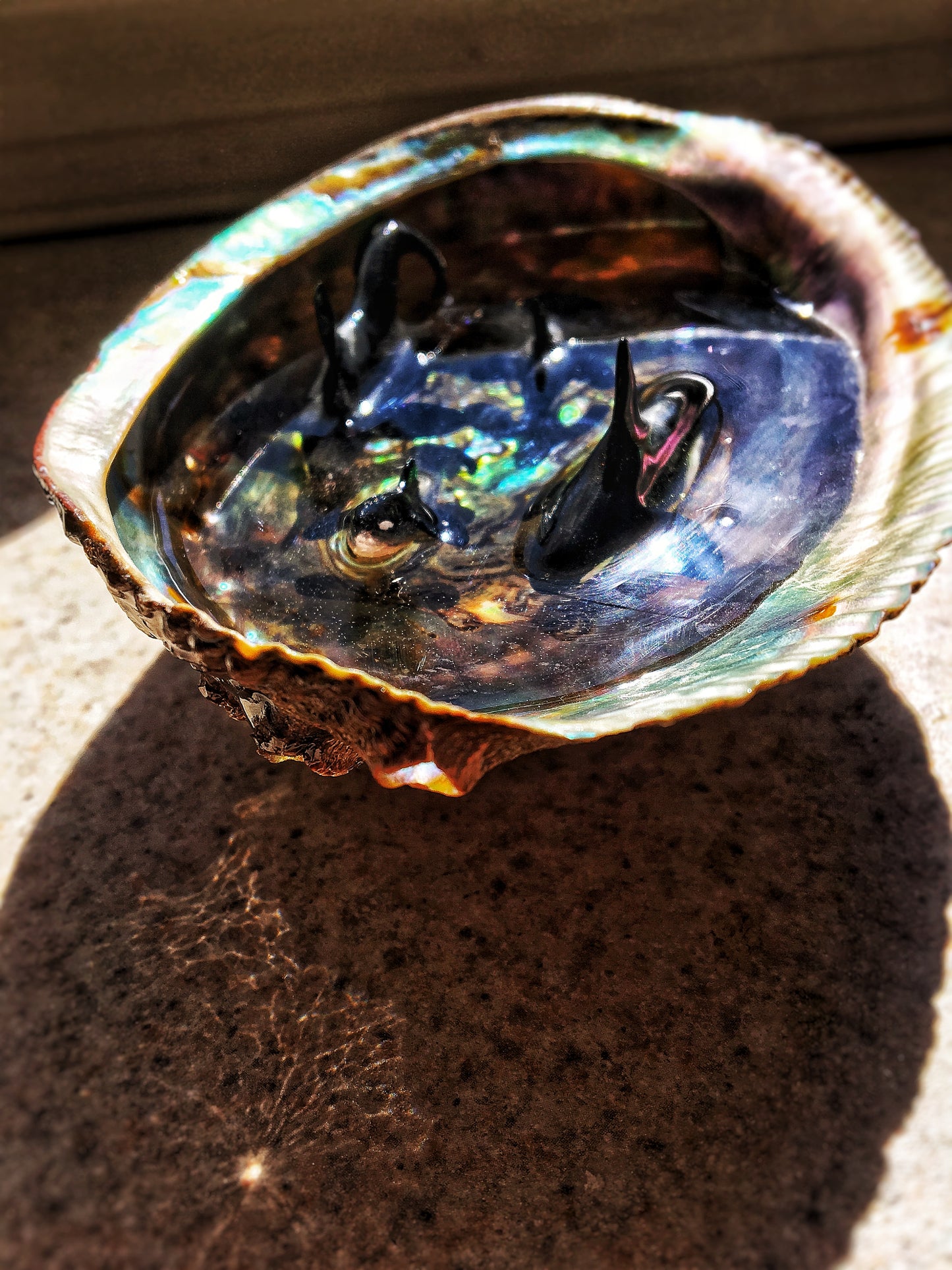 Orcas in an Abalone shell